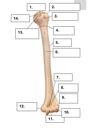 <p>Benoem de volgende genummerde delen van de humerus</p>