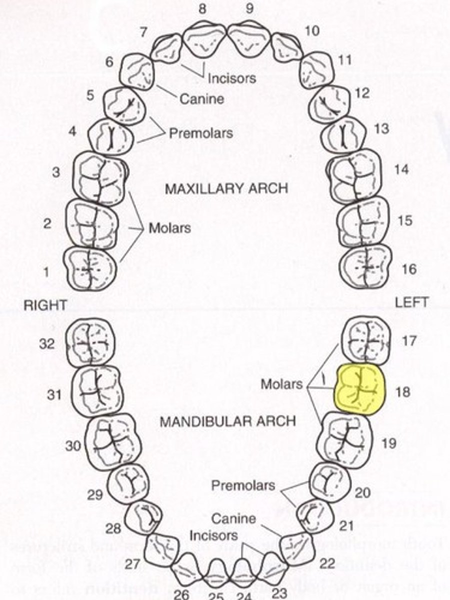 <p>Mandibular left second molar</p>