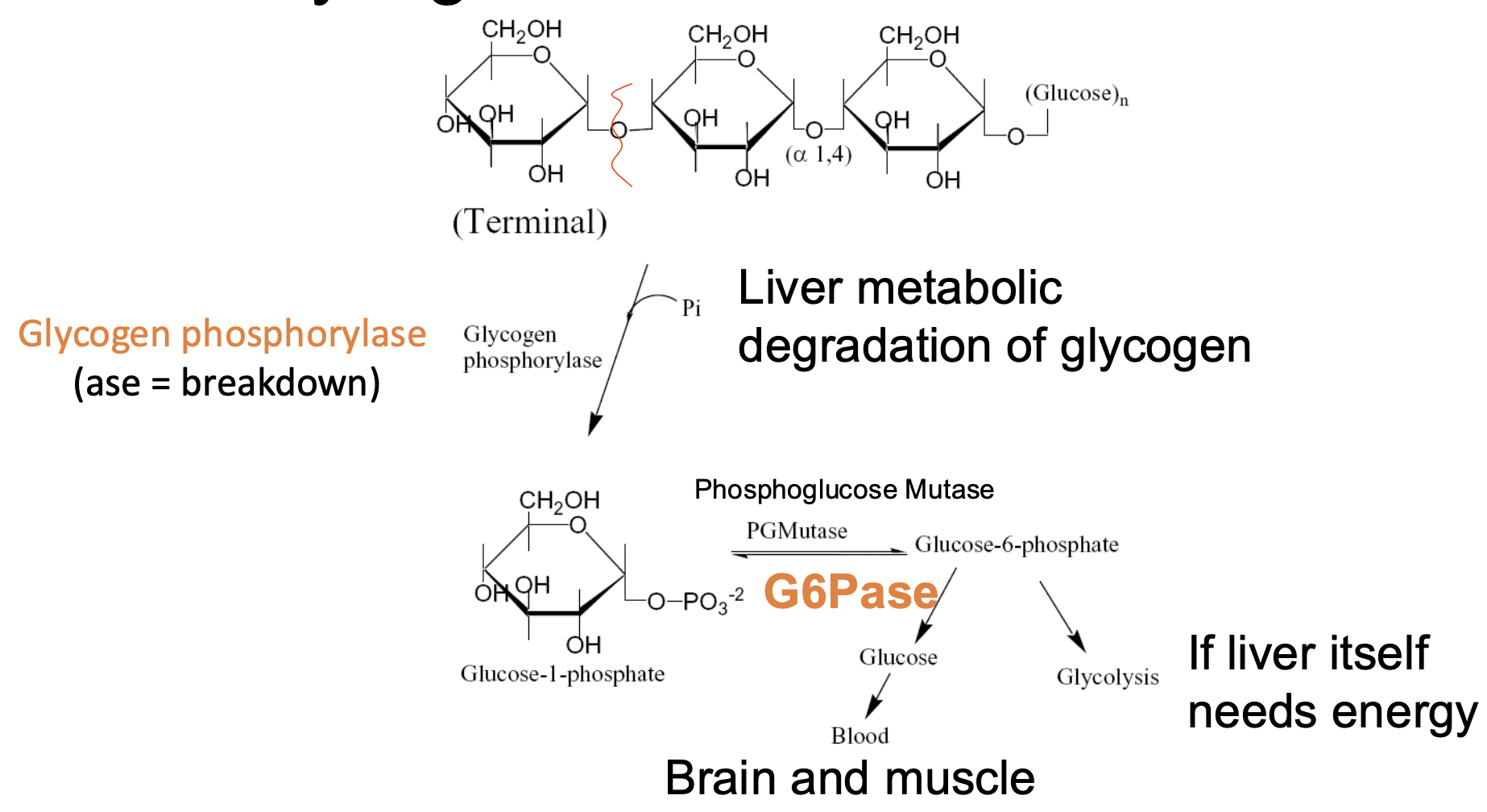<p>Glycogen Metabolism: Breakdown</p>