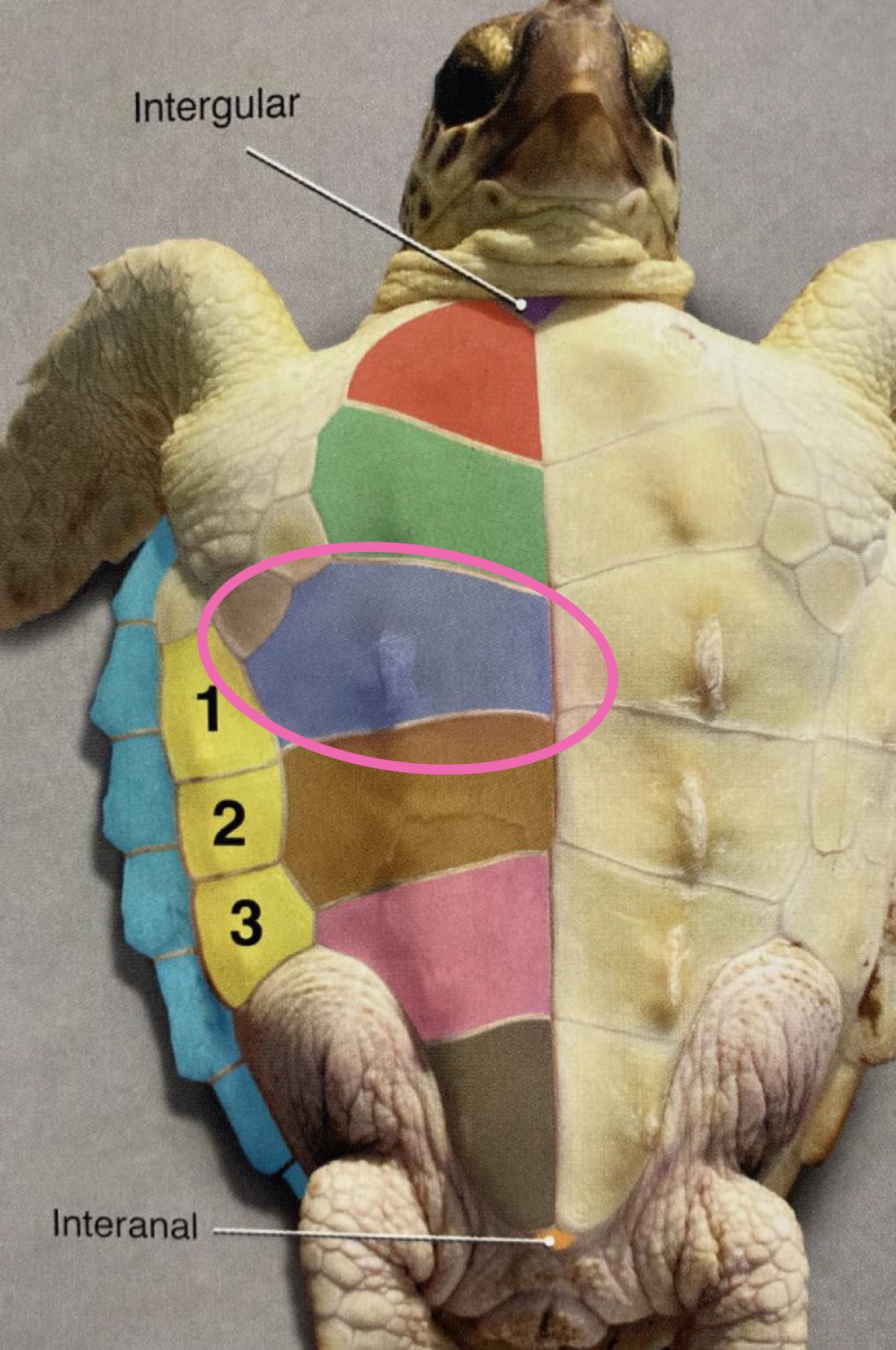 <p>Label the figure</p>