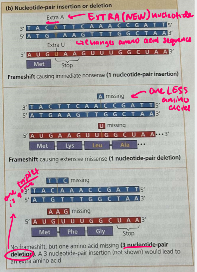 <p>an extra letter is found in the template strand or there is a missing letter in the template strand which completely alters the animo acid combination from then on</p><p>sometimes 3 nucleotides will be deleted so there will be one less animo acid</p>