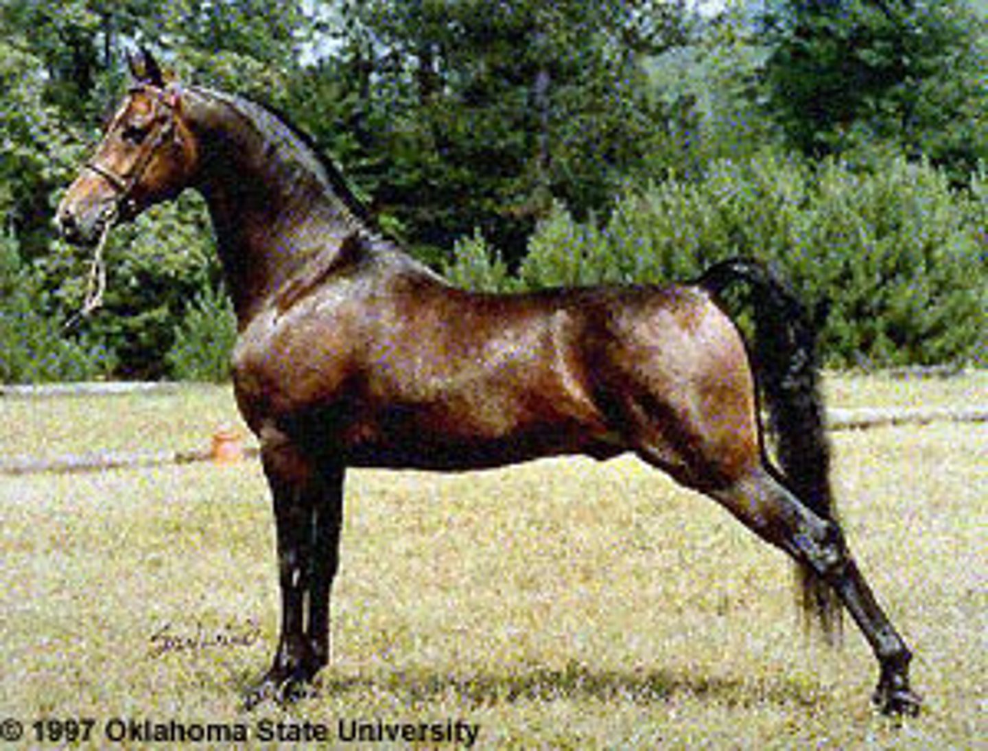 <p>light horse breed:</p><p>developed in the New England, Justin Morgan (Thoroughbred X Arabian); 2 types: english pleasure and stock</p>