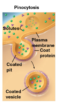 <p>“cellular drinking” - cell “gulps” fluid into vesicles</p><ul><li><p>not selective! </p></li></ul><p></p>