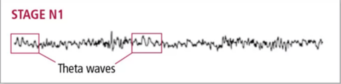 <p>(A) N1</p><p>N1 is the sleep stage between sleep and wakefulness. This stage of sleep produces Theta Waves, and one may experience hypnagonic hallucinations (imagining things that are not there), or hypnic jerks (feeling of falling).</p>