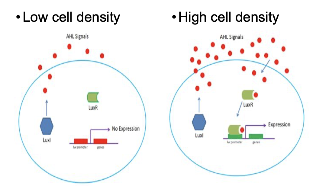 <p>Low cell density v.s. High cell density</p><p>High cell density → AHL signal will act as an inducer and can create gene expression of Quorum proteins</p>