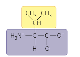 <p>Valine</p>