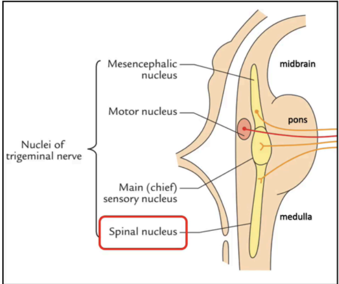 <p>Spinal Nucleus of Trigeminal Nerve (CN V)</p>