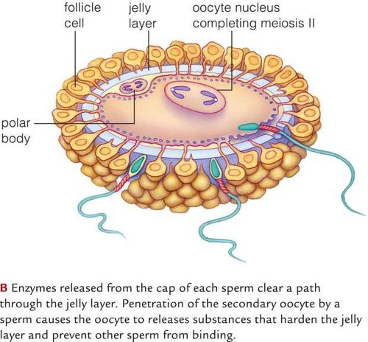 <p>Second meiotic division producing mature ovum.</p>