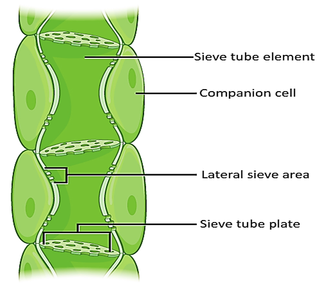 <p><strong>Sieve tube elements</strong> move dissolved sugars from source to sink.</p><p>Sieve tube elements have <u>thick and rigid cell walls</u> to withstand hydrostatic pressures (which facilitate flow). </p><p>Sieve tube elements have <u>reduced cytoplasm and no nucleus</u> in the cell, which allows the movement of cell sap.</p><p>Sieve tube element cells have plasma membranes with <u>protein pumps</u> to facilitate active transport.</p><p><u>Sieve plates</u> are pores between cell walls that allow cell sap containing nutrients to flow from cell to cell</p><p>The <u>plasmodesmata</u> allows direct connections between the cytoplasms of the companion cells and sieve tube.</p>