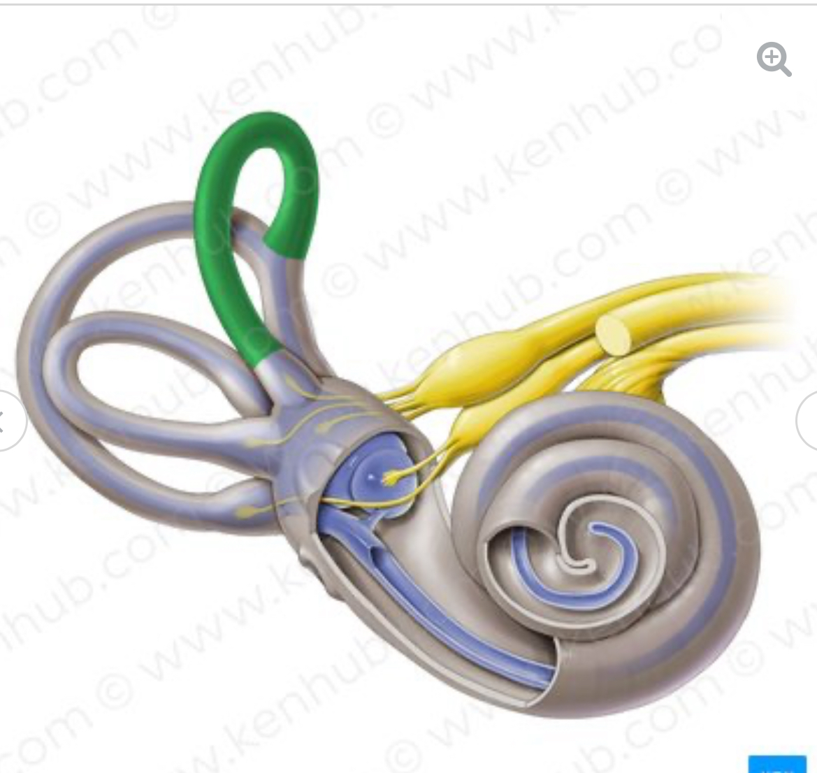 <p>semicircular canals</p>