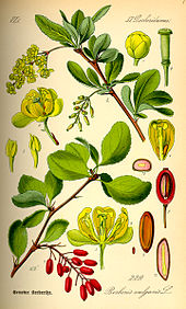 <p><em>Berberidaceae -</em> dřišťálovité</p><p><em>Berberis vulgaris -</em> dřišťál obecný</p>