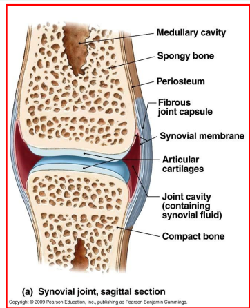 <p>The fluid is secreted from the <strong>synovial membrane</strong></p><p>Fluid acts as a <strong>shock absorber </strong>&amp; <strong>decreases friction</strong></p>