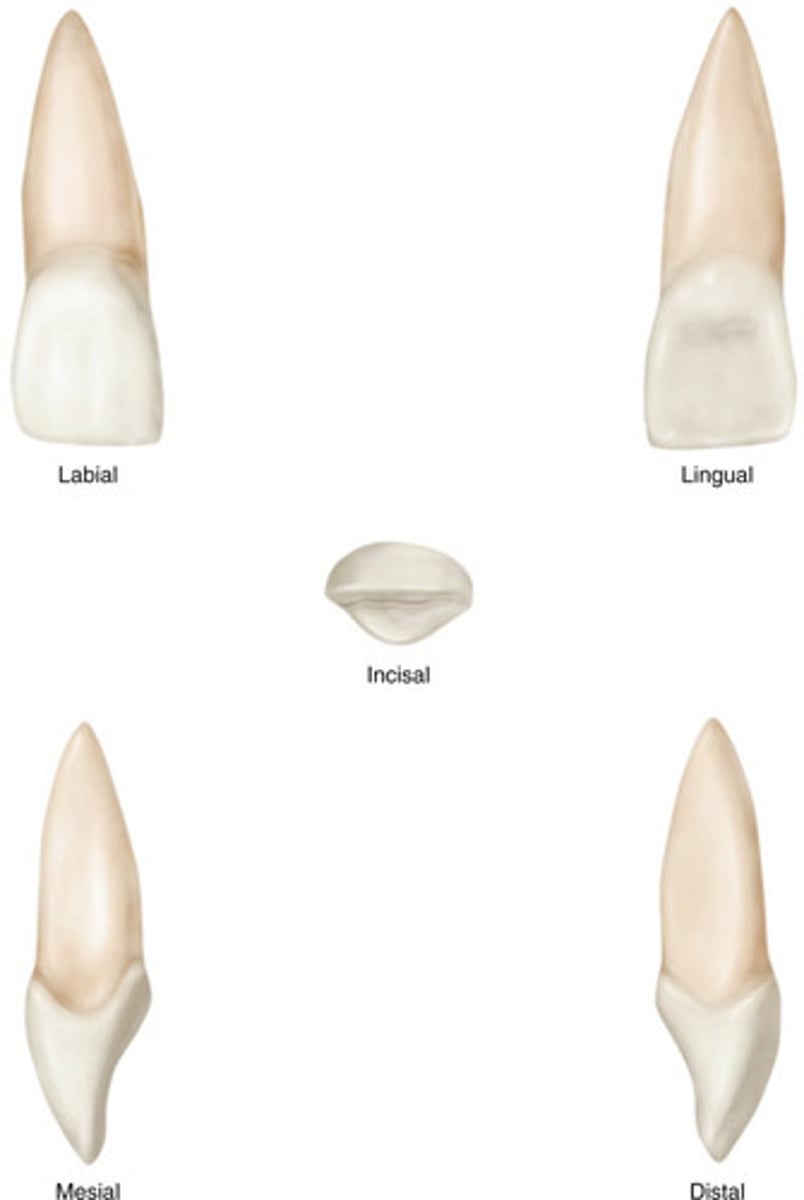 <p>What is this body feature?</p>