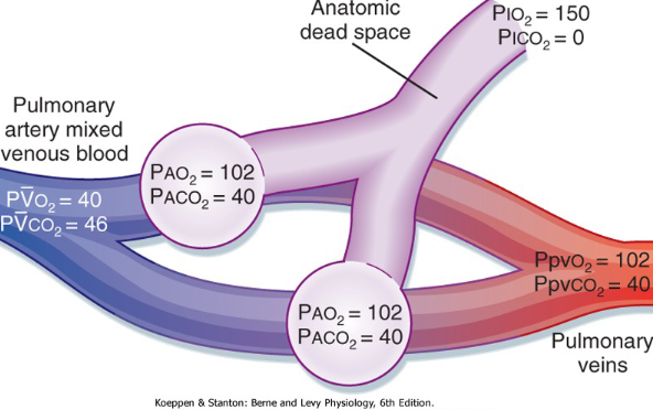 <ul><li><p>Air coming in is 150 </p></li><li><p>Going down to Alveoli</p></li><li><p>O2 is 102 and CO2 is 40</p><p>→ time to search it up in YT</p></li></ul><p></p>