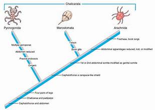 <p>Subphylum: Cheliceriformes (Phylum Arthropoda)</p>