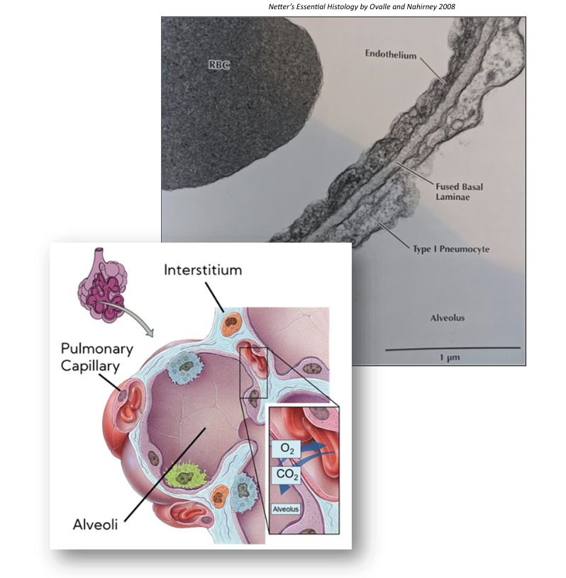 * pulmonary capillary
* fused basement membrane
* alveoli

\
==Oxygen== moves:

alveoli → fused membrane → pulmonary capillary

\
^^CO2^^ moves:

Pulmonary capillary → fused membrane → alveoli