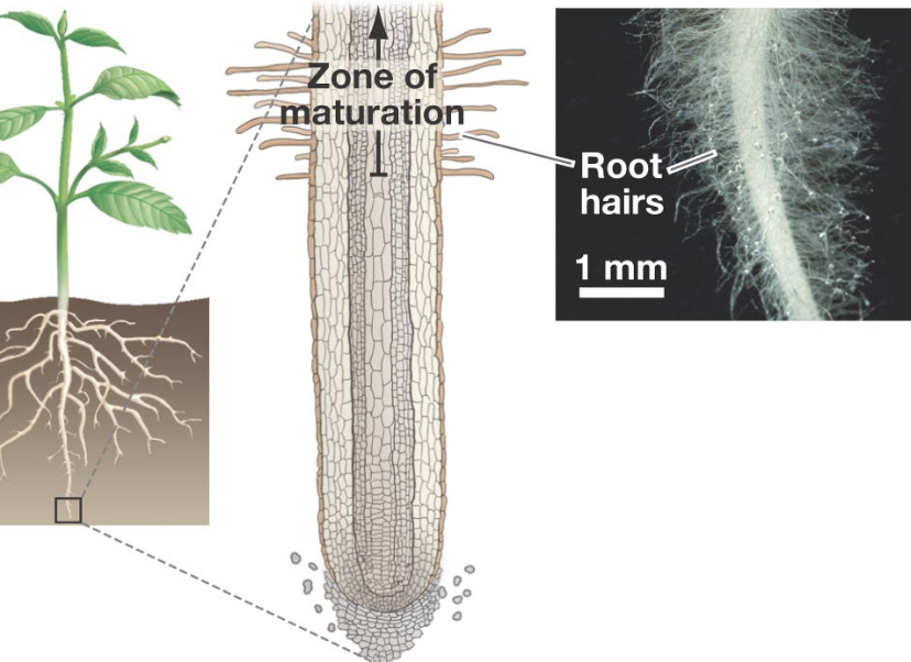<p>water and nutrients enter the plant by the roots/ <strong>root hairs</strong>, in the section called the <strong>zone of maturation</strong></p><p></p><ul><li><p><strong>root hairs:</strong> protrusions from root <strong>epidermal cell</strong>s. they elongate further into the soil, reaching more H2O and nutrients</p></li><li><p><strong>epidermal cells:</strong> the outermost layer of cells in the root, a barrier against pathogens and selective permeability</p></li><li><p><strong>zone of maturation:</strong> region above the <strong>zone of elongation</strong>, cells fully differentiate into specialized tissues (epidermal cells, cortex cells, endodermis, vascular tissue)</p></li><li><p><strong>zone of elongation:</strong> root tip that cells rapidly expand to drive root growth deeper into the soil</p></li></ul><p></p>