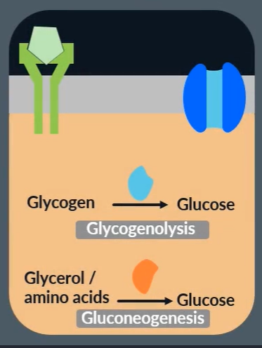 <ul><li><p>glucagon binds to complementary receptors (on liver cells)</p></li><li><p>activates enzymes which catalyse <strong>glycogenolysis</strong> and <strong>gluconeogenesis</strong></p></li></ul><p></p>