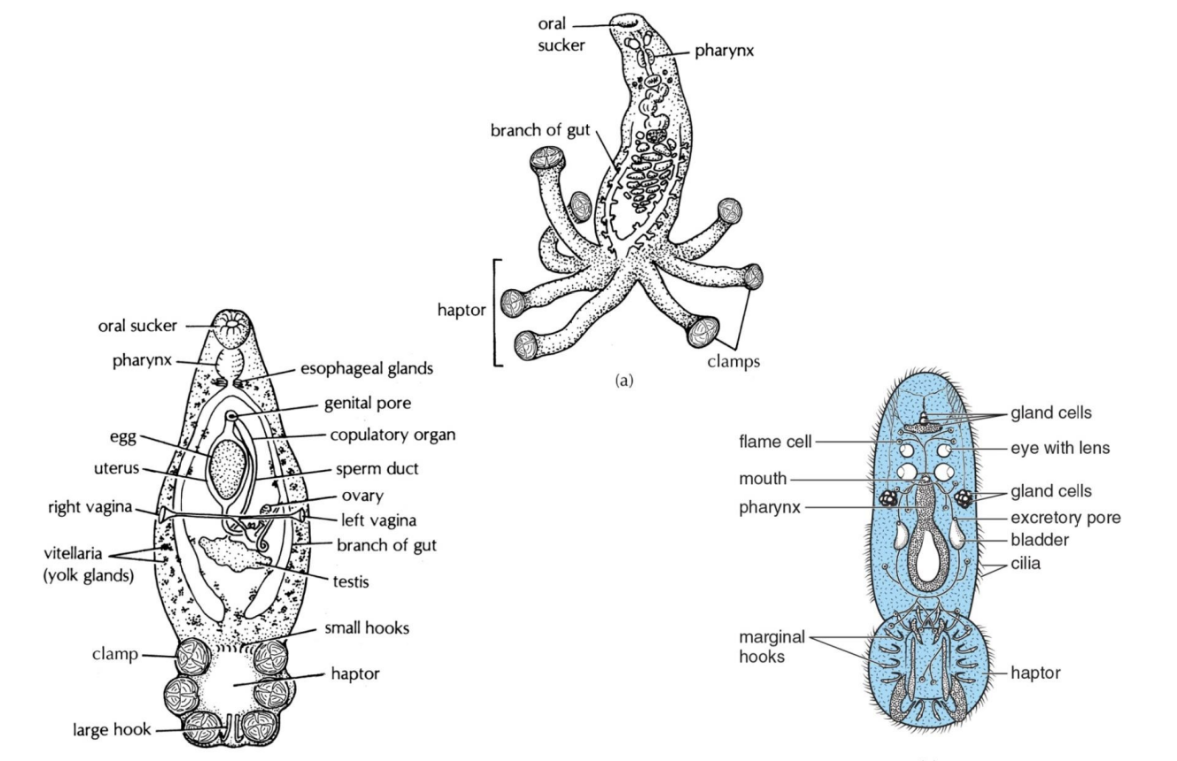 <p>Haptor<br>to attach it can have hooks <br>- marginal, large, sucker clamps</p>