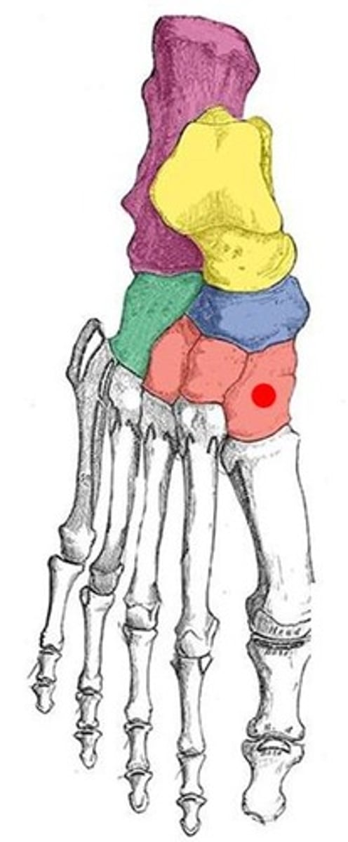 <p>ID bone with red dot</p>