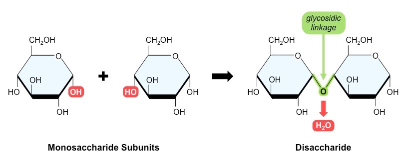 <p>what happens when two a-glucose molecules form a disaccharide?</p>