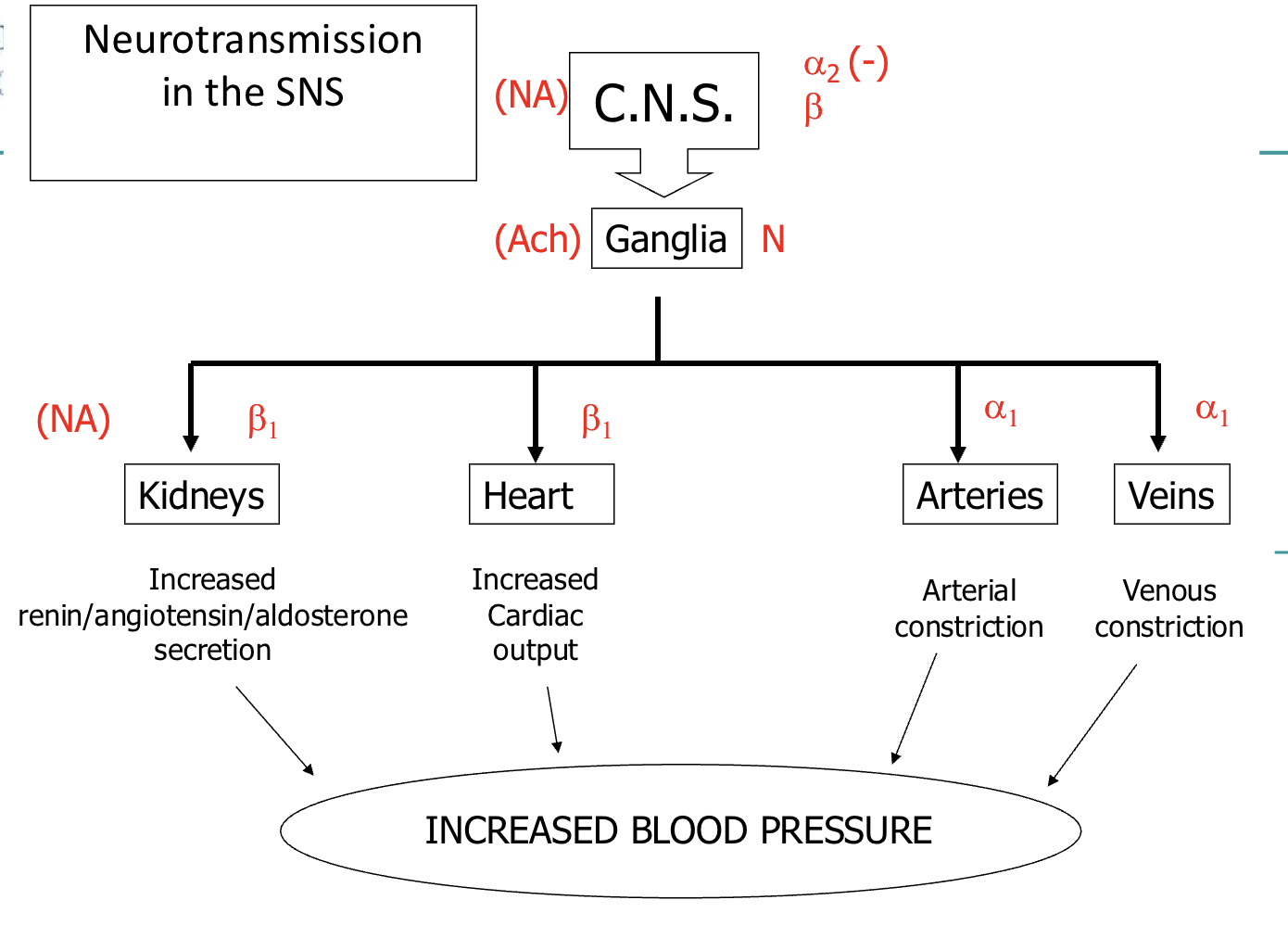 <ul><li><p><span>Responsible for immediately increasing blood pressure<br>e.g. Exercise, standing, etc.</span></p></li><li><p><span>Releases noradrenaline →</span></p></li><li><p><span>Heart:</span></p><ul><li><p>NA acts on <span style="color: blue">β1</span>-receptors in heart to increase <strong>heart rate</strong> and <strong>contractility</strong></p></li></ul></li><li><p><span>Blood vessels:</span></p><ul><li><p><span style="color: blue">α1</span>-receptors <strong>vasoconstriction</strong> (TPR) → increased cardiac output</p></li><li><p>parasympathetic: β2-receptors vasodilation (rarely)</p></li></ul></li><li><p><span>Kidneys:</span></p><ul><li><p><span style="color: blue">α1</span>-receptors → renin/angiotensin/aldosterone<br>secretion</p></li></ul></li></ul><p></p>
