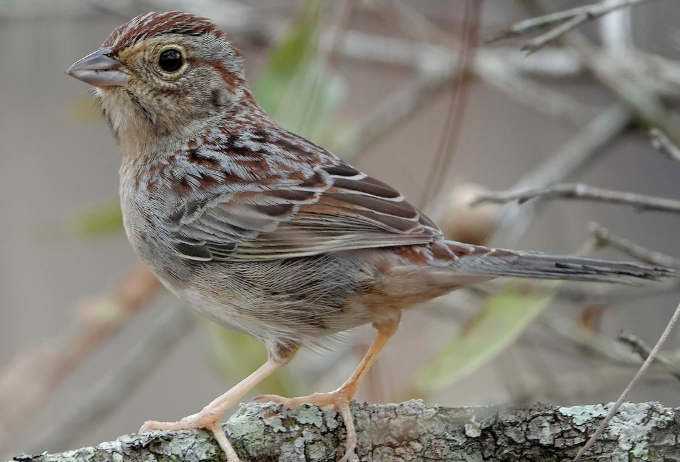 <p>What Bird is this?</p>