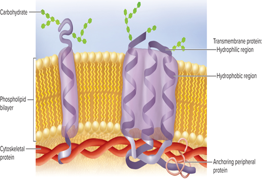 <p>Peripheral proteins</p>