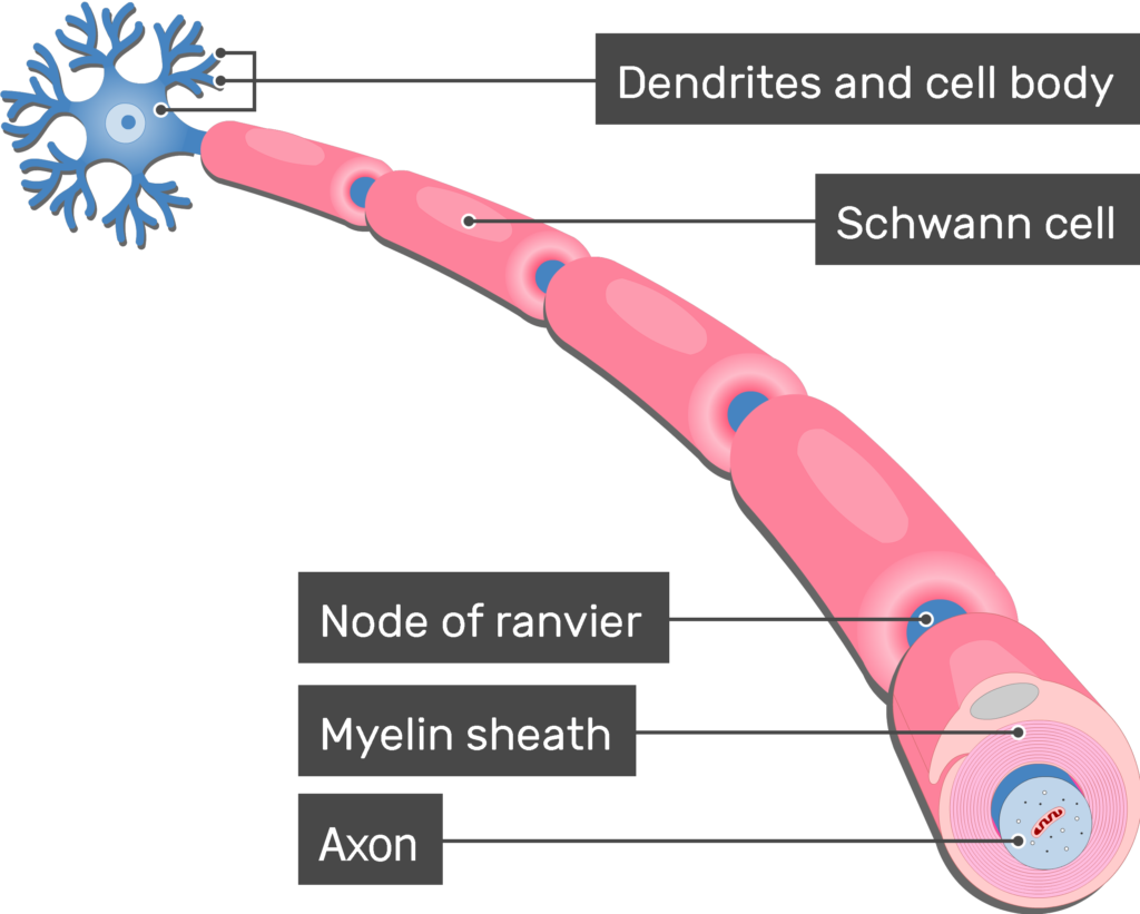 <p>function of myelin sheath and the advantages of it structure</p>