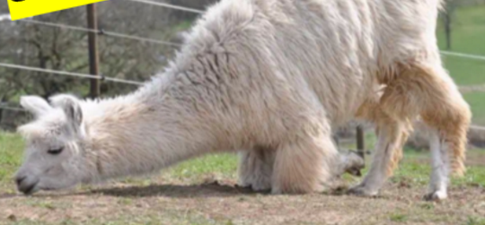 <p>What is this llama?</p>