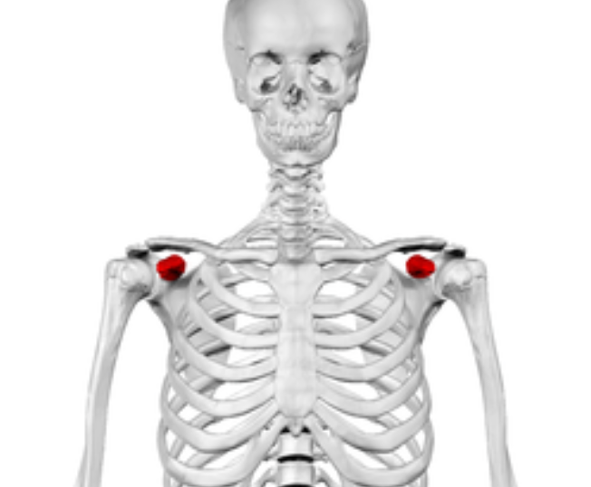 Bony Anatomy: Scapula: coracoid process