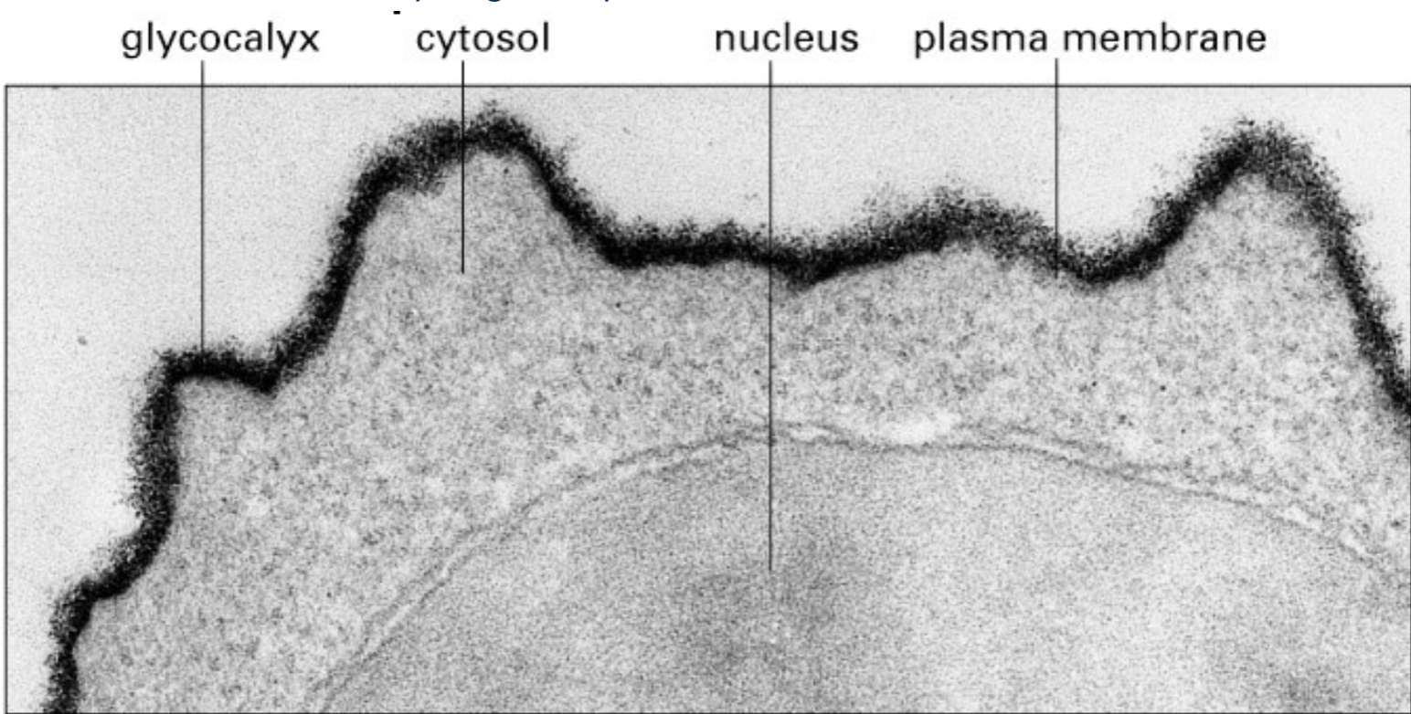 <p>carbohydrates (sequester or release these growth factors)</p>