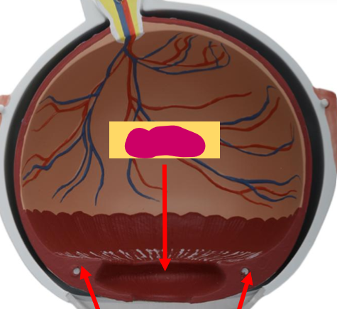 <p>What is this structure called?</p>