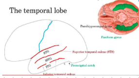 <ul><li><p>Superior temporal sulcus (STS)</p></li><li><p>Inferior temporal sulcus (ITS)</p></li></ul>