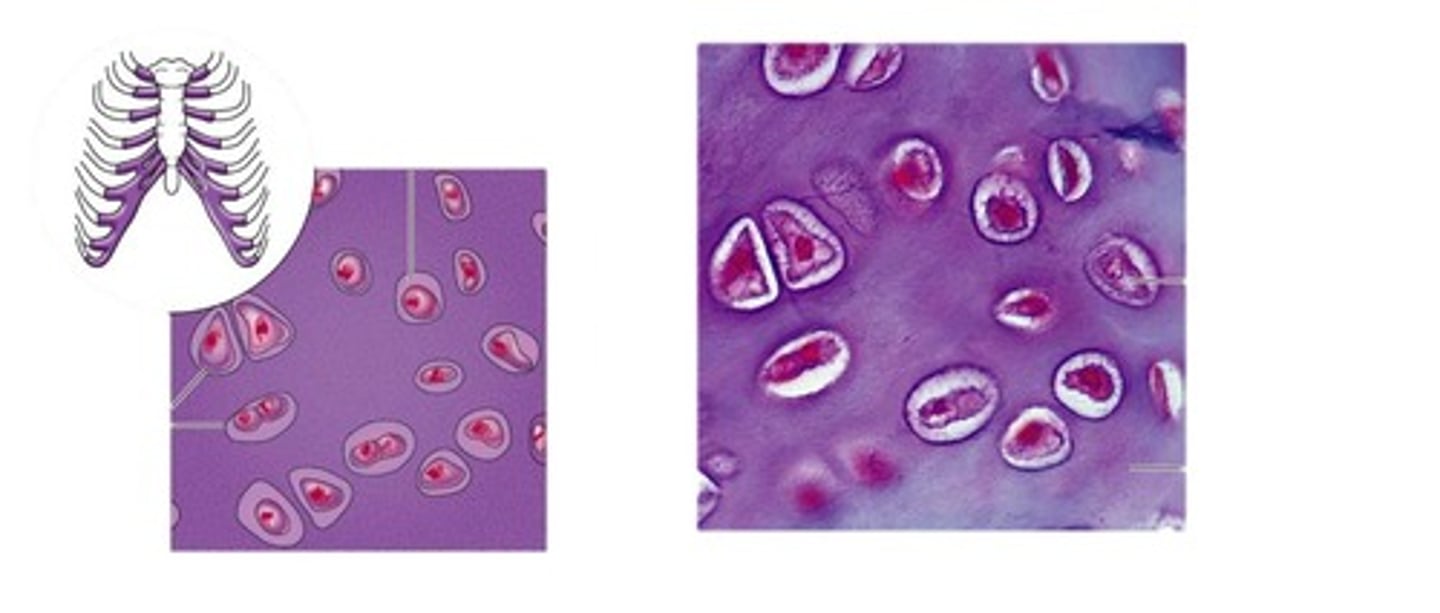 <p>forms most of the embryonic skeleton; covers the ends of long bones in joint cavities; forms costal cartilages of the ribs; cartilages of the nose, trachea, and larynx</p>