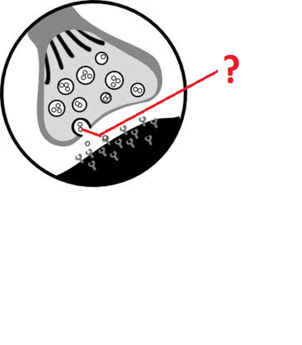 <p>chemical messengers that cross the synaptic gap between neurons</p>