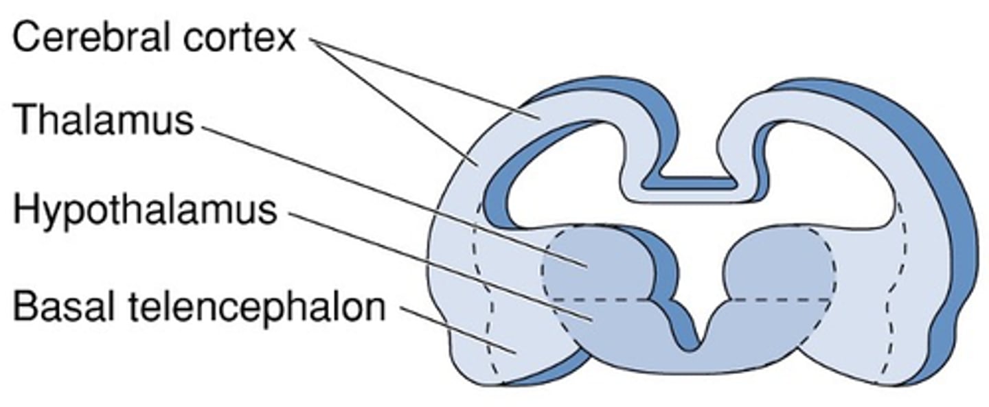 <p>Forebrain differentiation: Grey matter</p>