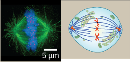 <ul><li><p>Mitotic spindle is fully developed, centrosomes are at opposite poles of the cell</p></li><li><p>Chromosomes are lined up at the metaphase plate</p></li><li><p>Each sister chromatid is attached to a spindle fiber originating from opposite poles</p></li></ul><p></p>