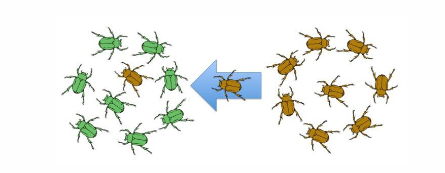 <p>transfer of genetic material between pops</p><p>migration, pollen, horizontal gene transfer</p>