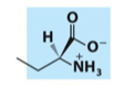 <p>What is the name, category, and net charge of this lipid?</p>