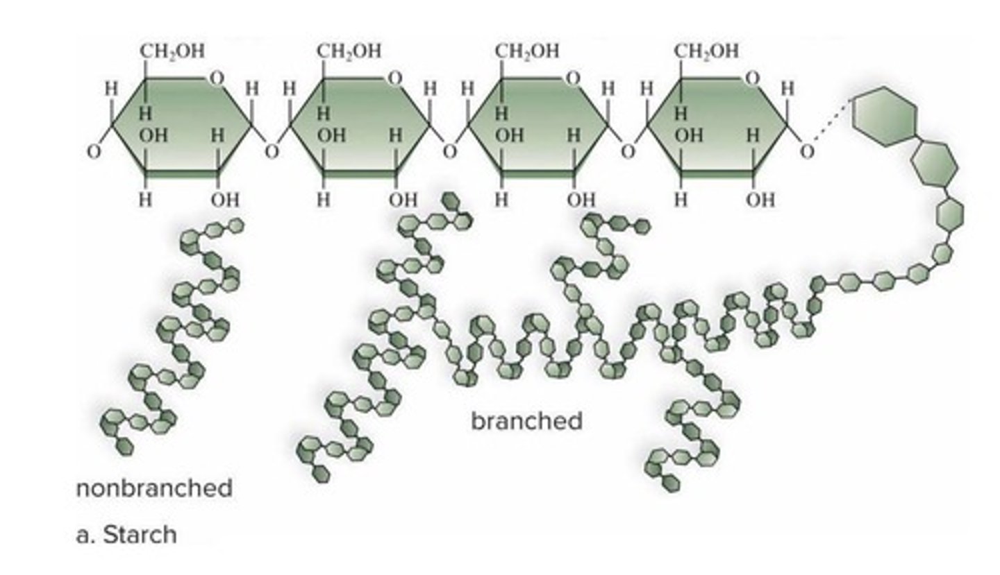<p>A polysaccharide used for long-term energy storage in plants.</p>