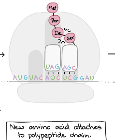 <p>New amino acid attaches to polypeptide chain</p>