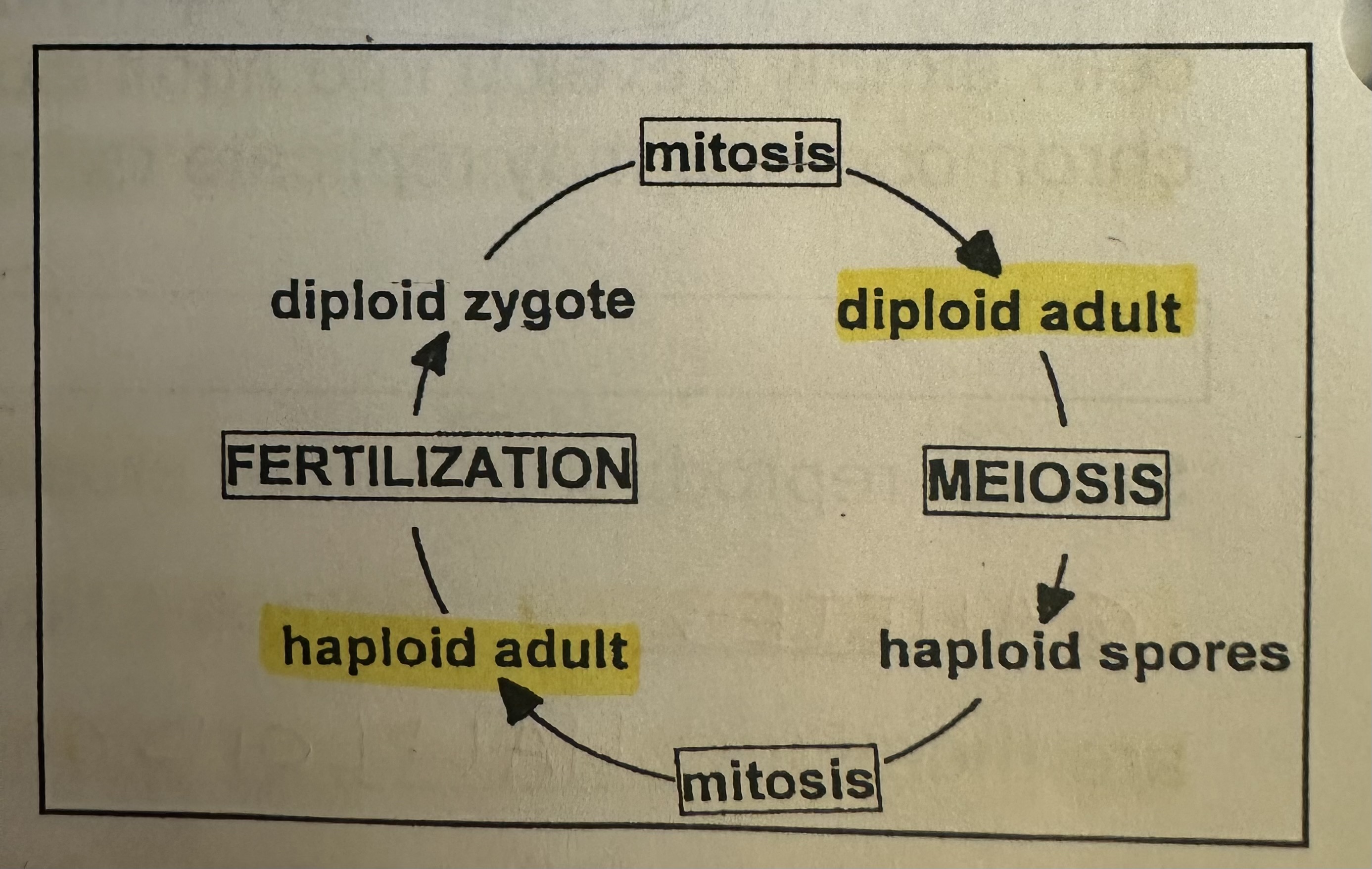 <p>shows ALTERNATION OF GENERATIONS. Have two distinct adult forms one diploid and other haploid. </p>