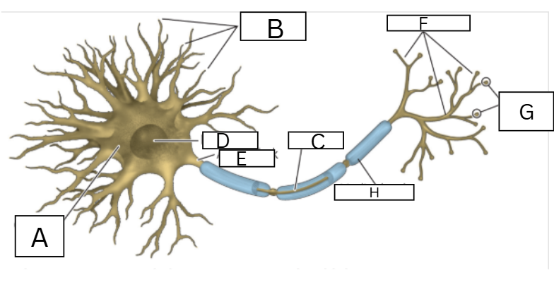 <p>Name the parts of the neuron</p>