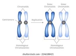 <p>two sets of chromosomes </p><ul><li><p>humans have <strong><u>23</u></strong> pairs of chromosomes </p></li></ul><p></p>