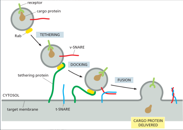<p>The transport vesicles are identified through the help of a <strong>Rab protein (</strong>Small GTP-binding proteins present on the surface of transport vesicles and organelles that <strong>serves as a molecules marker to help ensure that transport vesicles fuse only with the correct membrane)</strong></p><ul><li><p><strong>Rab protein </strong>are recognized by corresponding <strong>tethering proteins (</strong>Filamentous transmembrane protein involved in docking of transport vesicle to target membranes)  on the cytosolic surface of the target membrane </p></li><li><p>Also has <strong>SNAREs (</strong>One of a family of memebrane proteins responsible for the selective fusion of vesicles with a target membrane inside the cell) —&gt; <strong>v-SNARE </strong>is on the transport vesicle which interactice with the <strong>t-SNARE </strong>on the membrane of the organelle <strong>firmly locking it into place</strong></p></li><li><p></p></li></ul>
