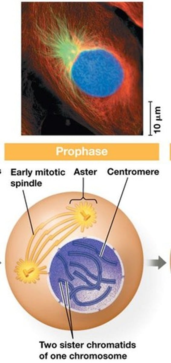 <p>Chromatin fibers condense, nucleoli disappear, duplicated chromosomes take on an X shape, the mitotic spindle begins to form, and centrosomes migrate to opposite ends of the cell.</p>