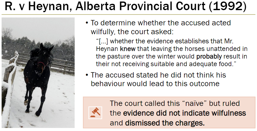 <p><strong>Court Question</strong><br> Whether evidence showed Mr. Heynan knew leaving horses unattended over winter would probably prevent them from receiving adequate food</p><p><strong>Accused’s Statement</strong><br> Claimed he did not think his actions would cause this outcome</p><p><strong>Court Decision</strong><br> Described the accused as “naïve”<br> Evidence did not show wilfulness<br> Charges were dismissed</p>