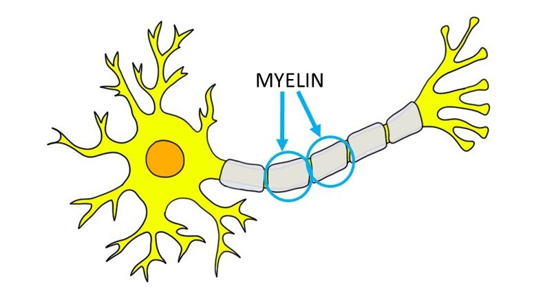 <p>covers axon of some neurons, helps speed up neural impulses</p>