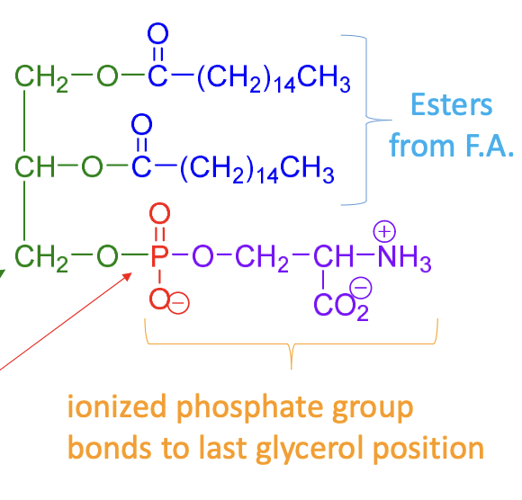<p>glycerol backbone, 2 esters from fatty acids, and ionized phosphate, and amino alcohol</p>